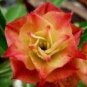 2 PCS Seeds 'Golden Carrot' Gold Red Adenium Obesum Desert Rose