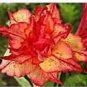 2 PCS Seeds 'Golden Carrot' Gold Red Adenium Obesum Desert Rose