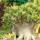 2 PCS Seeds 'Golden Satisfaction' Adenium Desert Rose 2 PCS Seeds 'Golden Satisfaction' Adenium Desert Rose