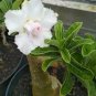 2 PCS Seeds 'Golden Satisfaction' Adenium Desert Rose