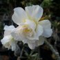 2 PCS Seeds 'Golden Satisfaction' Adenium Desert Rose