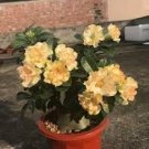 2 PCS Seeds 'Golden Years' Double Desert Rose Adenium
