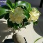 2 PCS Seeds 'Golden Years' Double Desert Rose Adenium