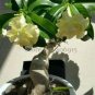2 PCS Seeds 'Golden Years' Double Desert Rose Adenium
