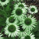 100 PCS Seeds 'Green Jewel' Echinacea Coneflower