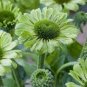 100 PCS Seeds 'Green Jewel' Echinacea Coneflower