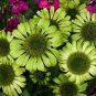 100 PCS Seeds 'Green Jewel' Echinacea Coneflower