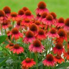 100 PCS Seeds 'Green Jewel' Echinacea Lovely Pale Yellow Coneflowers