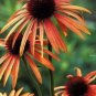 100 PCS Seeds 'Green Jewel' Echinacea Lovely Pale Yellow Coneflowers