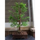 50 PCS Seeds 'Grove' Dawn Redwood Bonsai Tree F1