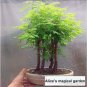 50 PCS Seeds 'Grove' Dawn Redwood Bonsai Tree F1