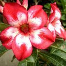 2 PCS Seeds 'Harry Potter' Adenium Obesum Heirloom Desert Rose