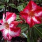 2 PCS Seeds 'Harry Potter' Adenium Obesum Heirloom Desert Rose