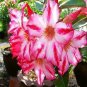 2 PCS Seeds 'Harry Potter' Adenium Obesum Heirloom Desert Rose