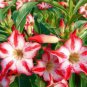 2 PCS Seeds 'Harry Potter' Adenium Obesum Heirloom Desert Rose