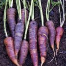 2 PCS Seeds 'Haze' Purple Carrot Vegetable 2 PCS Seeds 'Haze' Purple Carrot Vegetable
