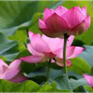1 PCS Seeds 'Helena Rubinstein' Red Lotus Flower Water Lily Flower Aquatic Plants 1 PCS Seeds 'Helena Rubinstein' Red Lotus Flower Water Lily Flower Aquatic Plants