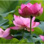 1 PCS Seeds 'Helena Rubinstein' Red Lotus Flower Water Lily Flower Aquatic Plants