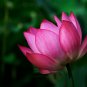 1 PCS Seeds 'Helena Rubinstein' Red Lotus Flower Water Lily Flower Aquatic Plants