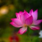 1 PCS Seeds 'Helena Rubinstein' Red Lotus Flower Water Lily Flower Aquatic Plants