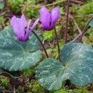 5 PCS Seeds 'Houniao' Purple Cyclamen 5 PCS Seeds 'Houniao' Purple Cyclamen