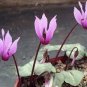 5 PCS Seeds 'Houniao' Purple Cyclamen