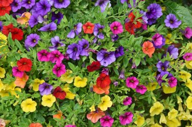 200 PCS Seeds 'Huakai Darong' Mixed Bonsai Petunia Hybrid