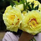 5 PCS Seeds 'Huangfeijui' Yellowish Orange Peony
