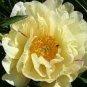 5 PCS Seeds 'Huangfeijui' Yellowish Orange Peony
