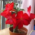 2 PCS Seeds 'Immortality' Dark Red Adenium Obesum Desert Rose