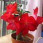 2 PCS Seeds 'Immortality' Dark Red Adenium Obesum Desert Rose