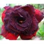2 PCS Seeds 'Immortality' Dark Red Adenium Obesum Desert Rose