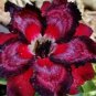 2 PCS Seeds 'Immortality' Dark Red Adenium Obesum Desert Rose
