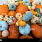 8 PCS Seeds 'Imperial Crown' Pumpkin Ornamental Squash