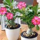2 PCS Seeds 'Ji Yu' Adenium Desert Rose Bonsai