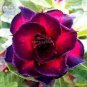 2 PCS Seeds 'Ji Yu' Adenium Desert Rose Bonsai