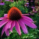 100 PCS Seeds 'Jiguan' Purple Echinacea Coneflower