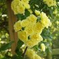 50 PCS Seeds 'Lady Banks' Yellow Climbing Rose Flower