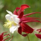 50 PCS Seeds 'lantern' Brown Orange Aquilegia Columbine Garden Perennial Flowers 50 PCS Seeds 'lantern' Brown Orange Aquilegia Columbine Garden Perennial Flowers