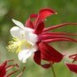 50 PCS Seeds 'lantern' Brown Orange Aquilegia Columbine Garden Perennial Flowers
