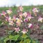 50 PCS Seeds 'lantern' Brown Orange Aquilegia Columbine Garden Perennial Flowers