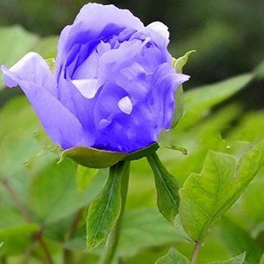 5 PCS Seeds 'Lanxing' Blue Silky Wavy Peony Flower