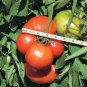 5 PCS Seeds 'Lingyue' Pink Tomato Hybrid
