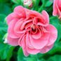 10 PCS Seeds 'Liuyu' Pinkish Red Geranium Flowers