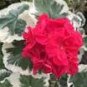 10 PCS Seeds 'Liuyu' Pinkish Red Geranium Flowers
