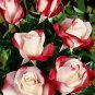 420 PCS Seeds 'LOVE IN ROSE' RARE RED WHITE Bonsai Flowers