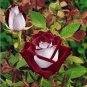 420 PCS Seeds 'LOVE IN ROSE' RARE RED WHITE Bonsai Flowers