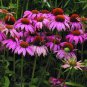 100 PCS Seeds 'May Jay' Red Purple Coneflower Echinacea purpurea Flower