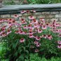 100 PCS Seeds 'May Jay' Red Purple Coneflower Echinacea purpurea Flower