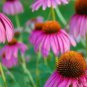 100 PCS Seeds 'May Jay' Red Purple Coneflower Echinacea purpurea Flower